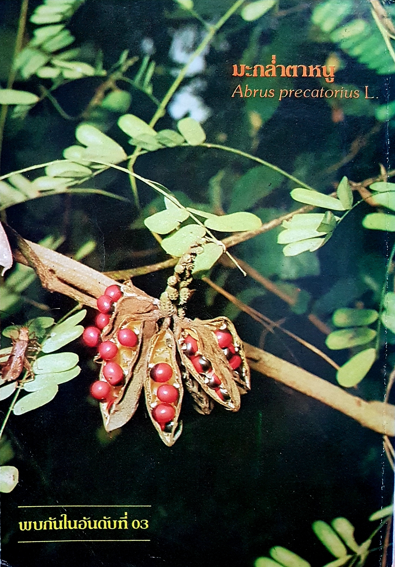 สมุนไพร มะเขือเทศ โครงการศึกษาวิจัยสมุนไพร จัดพิมพ์ปี 2524