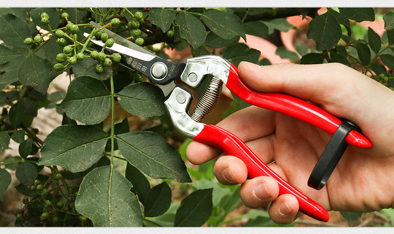 กรรไกรตัดกิ่งผลไม้/เก็บผลไม้ ยี่ห้อซากาวะดะ(Sagawada) ของแท้ เหล็กแข็ง SK5 ใช้ดี ทนทาน [ขายส่ง]