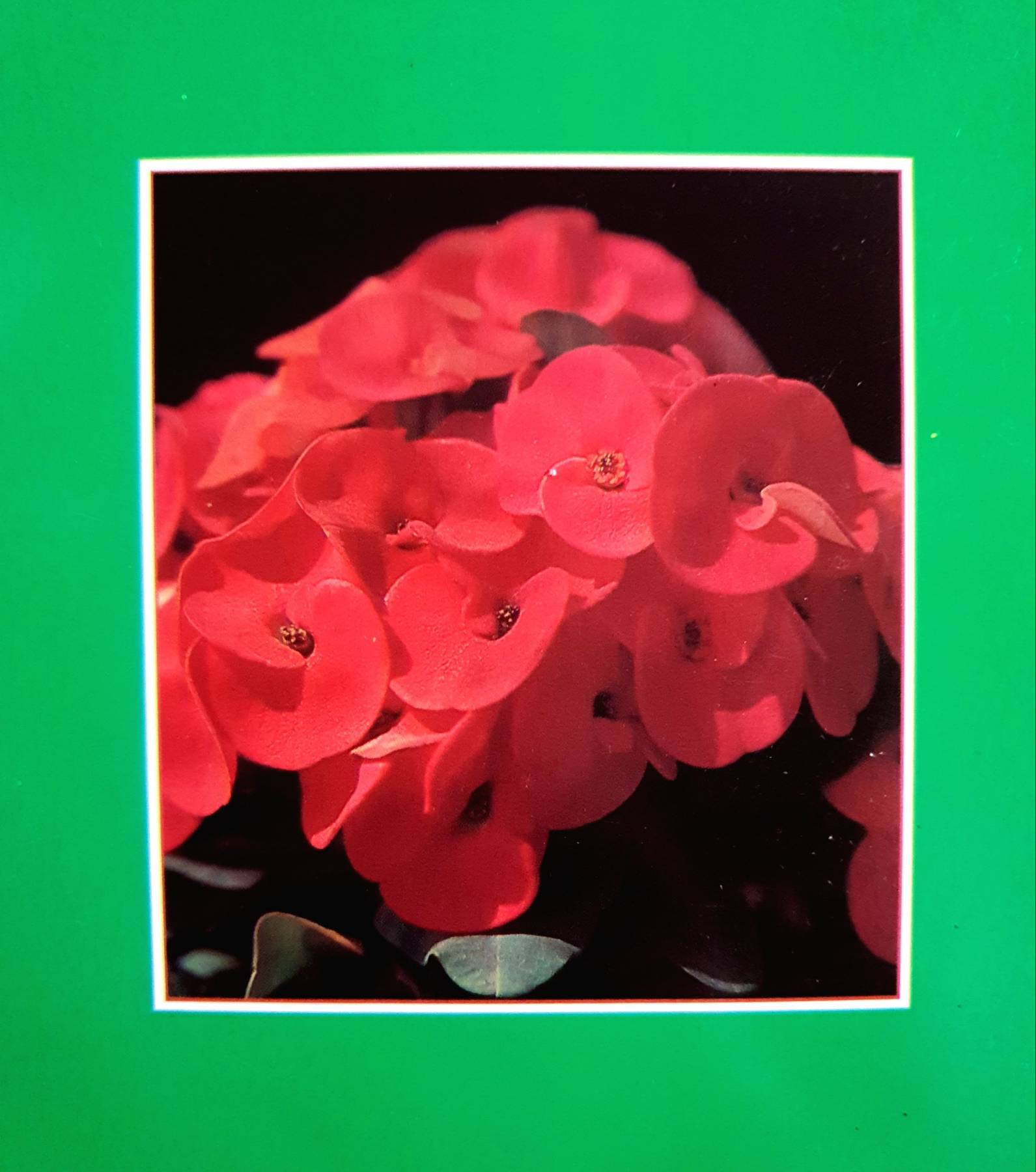 คู่มือการปลูกเลี้ยง โป๊ยเซียน ไม้ดอกเสี่ยงทาย ไม้แห่งโชคลาภ