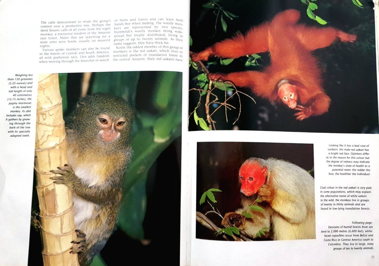 MONKEYS & APES : Paul Sterry