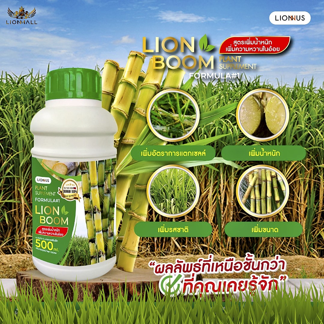 อาหารเสริมพืช,LionBoom,เพิ่มน้ำหนักอ้อย,เพิ่มความหวาน,เพิ่มผลผลิต,พิ่มน้ำหนักอ้อย พืชเศรษฐกิจ เพิ่มขนาดผลผลิต,lionmall,อ้อย