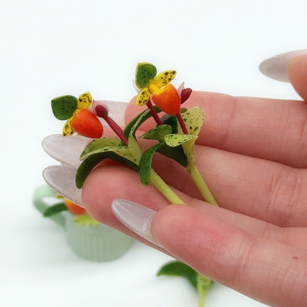 5 pieces Miniature Lady Slipper Flower