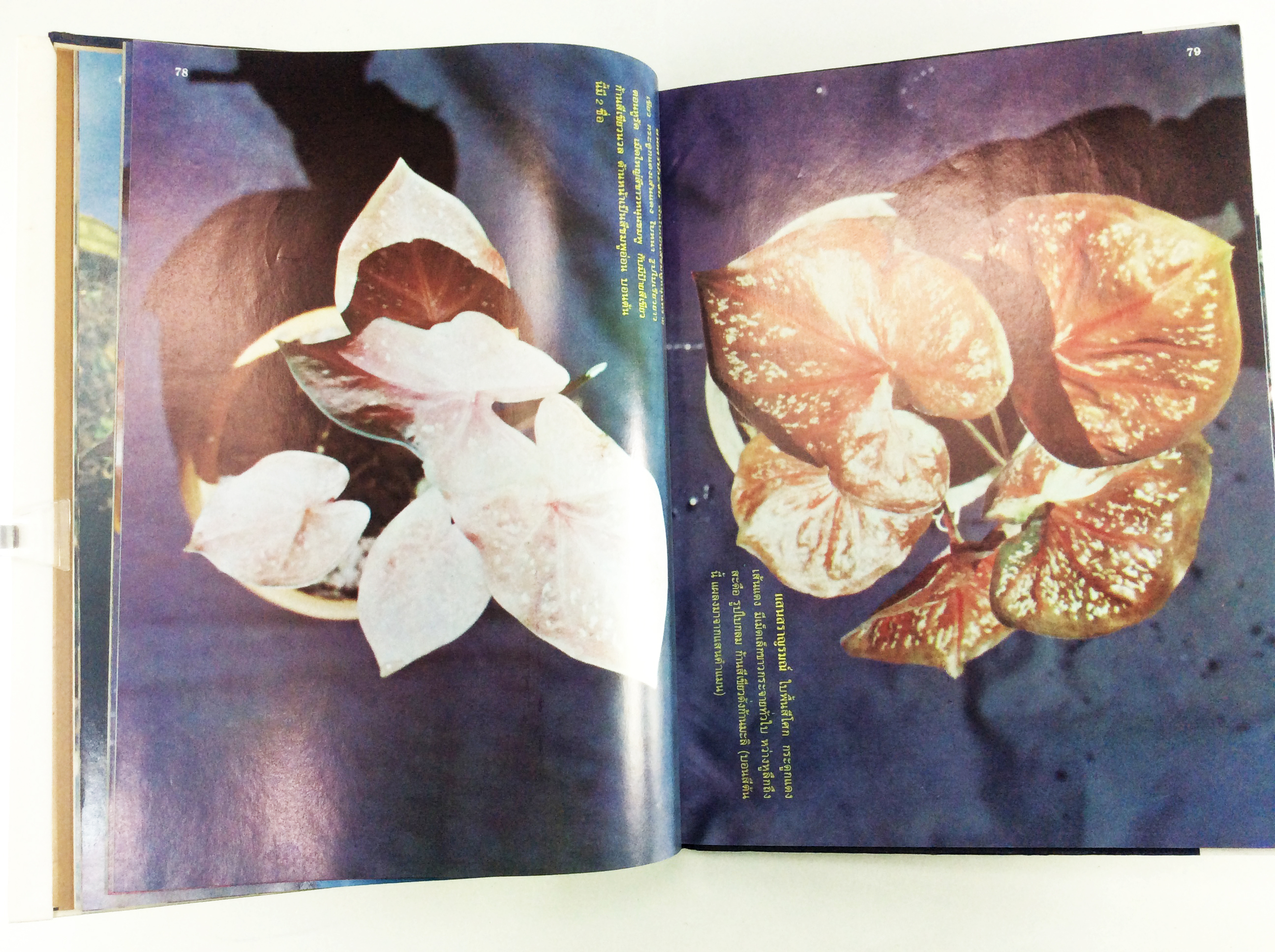 ตำนานบอนสีราชินีแห่งไม้ประดับ บอนสี ไม้ใบประดับ หนังสือเก่า หนังสือหายาก หนังสือสะสม