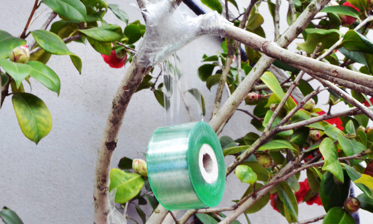 เทปยืดพันกิ่ง ฟิล์มพันกิ่ง หน้ากว้าง 3 ซม.(ชนิดไม่มีกาว ยืดได้) สำหรับตอนกิ่ง ติดตา ต่อกิ่ง