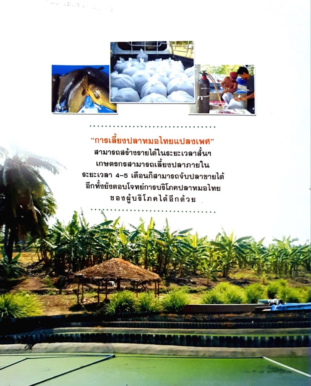 ปลาหมอไทยแปลงเพศ : มนตรี แสนสุข