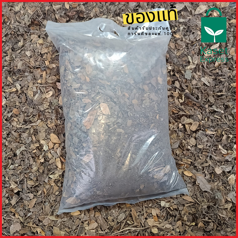 จำหน่ายใบก้ามปูราคาส่ง ใบก้ามปูราคาโรงงาน จัดส่งทั่วประเทศ พร้อมรถขนส่งครบทุกประเภท