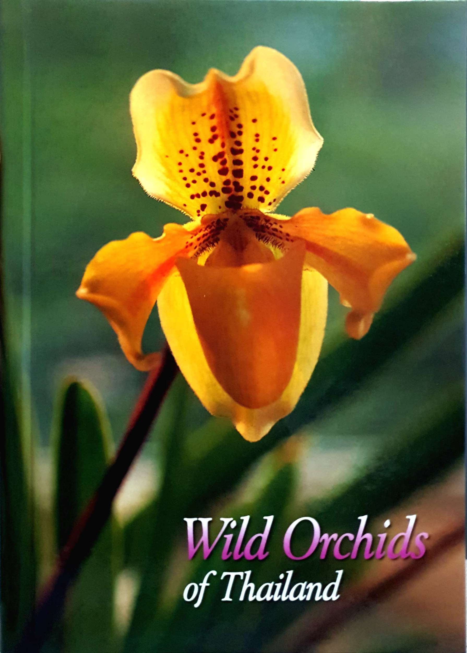 Wild Orchids of Thailand (A4) ปกแข็ง