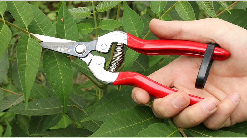 กรรไกรตัดกิ่งผลไม้/เก็บผลไม้ ยี่ห้อซากาวะดะ(Sagawada) ของแท้ เหล็กแข็ง SK5 ใช้ดี ทนทาน [ขายส่ง]