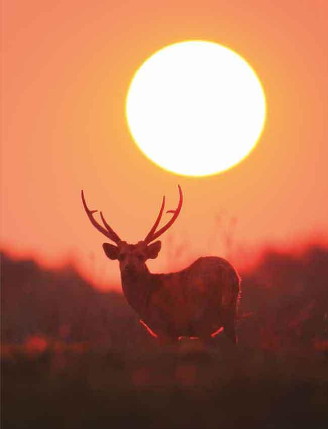 ลมหายใจในภูเขียว (หนังสือคืนจากร้านค้า สภาพ 70% มีตำหนิ)