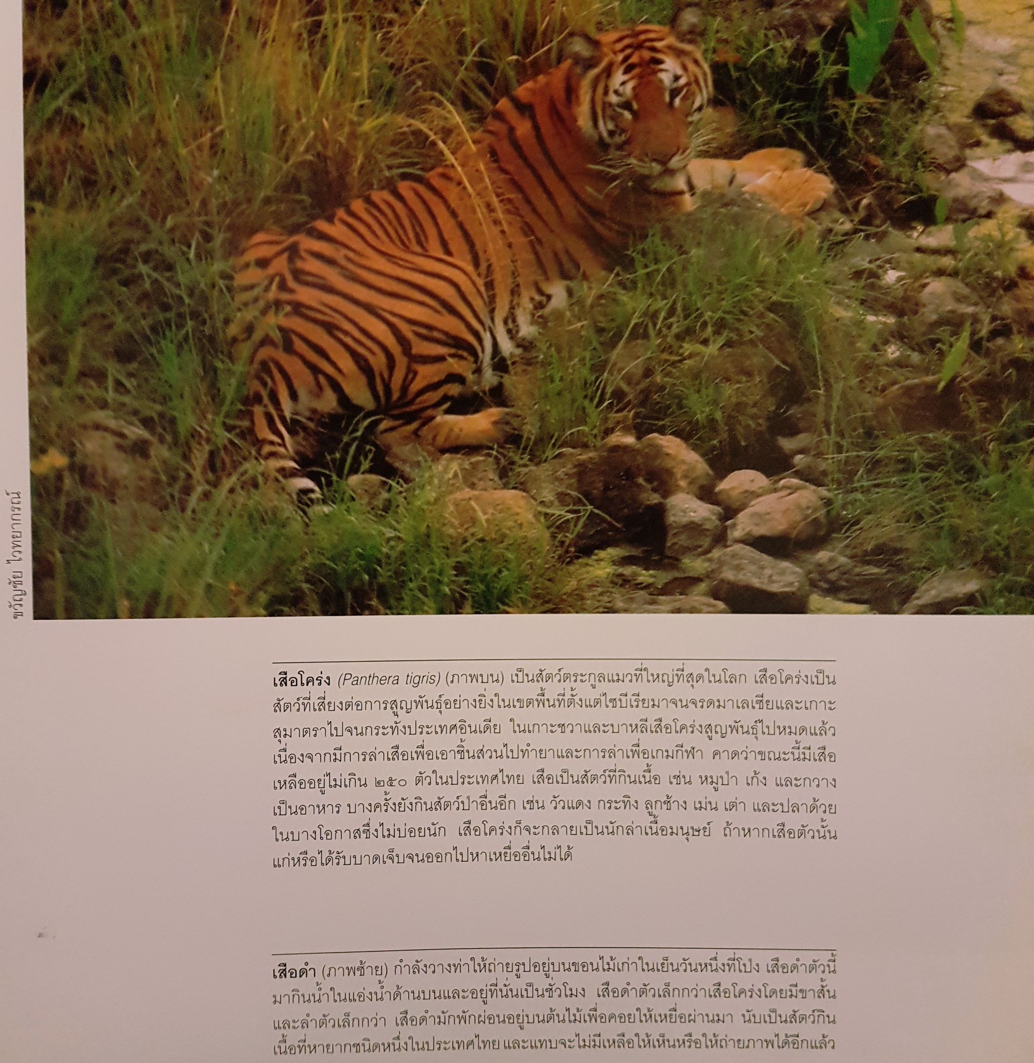 สัตว์ป่าในราชอาณาจักรไทย Wildlife in the Kingdom of Thailand