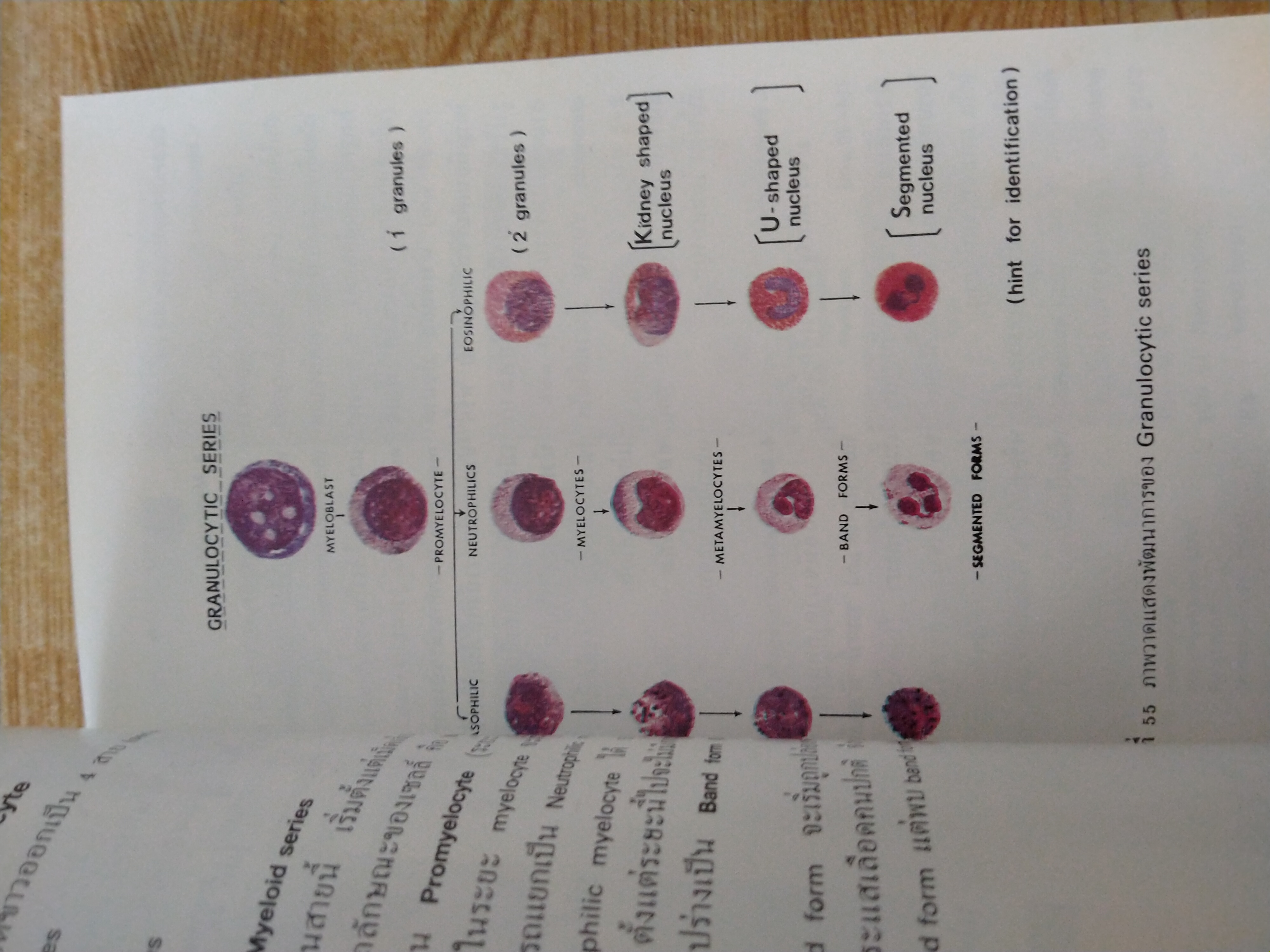ภาพสีประกอบโลหิตวิทยา