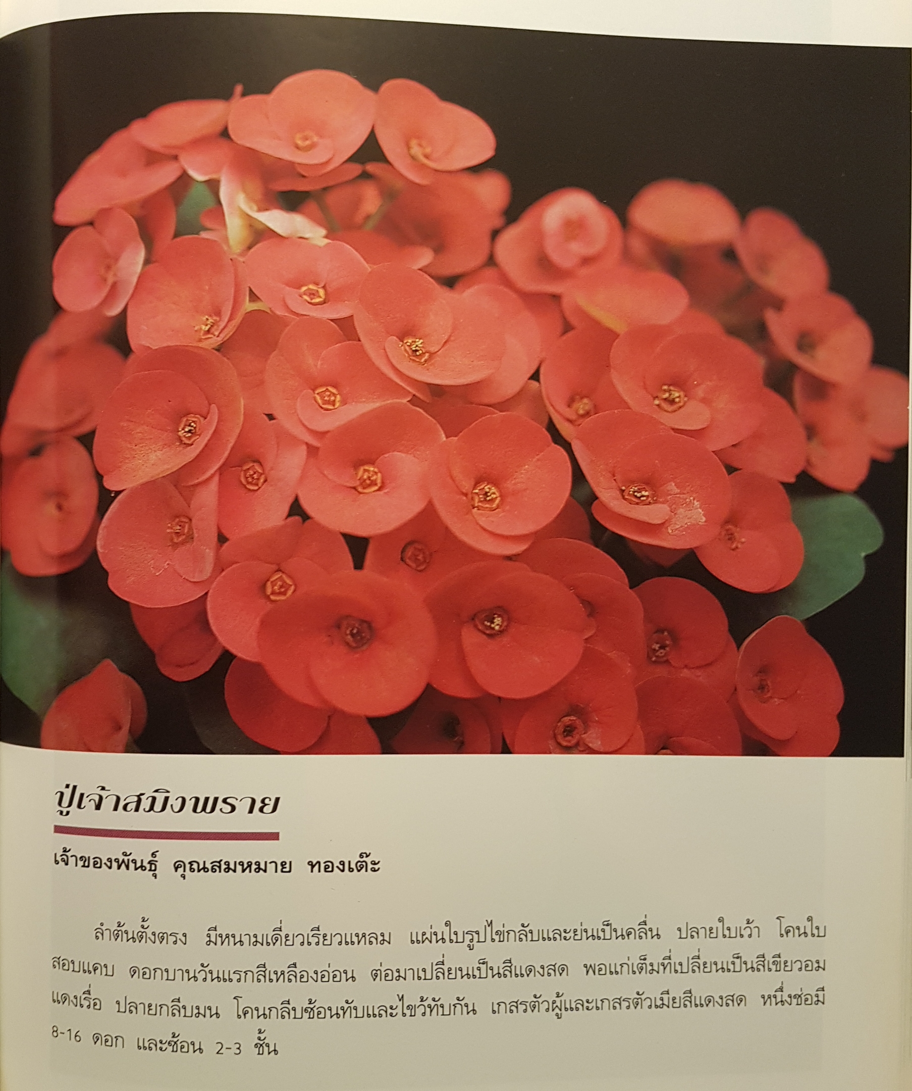 โป๊ยเซียน ไม้ดอกเสี่ยงทาย