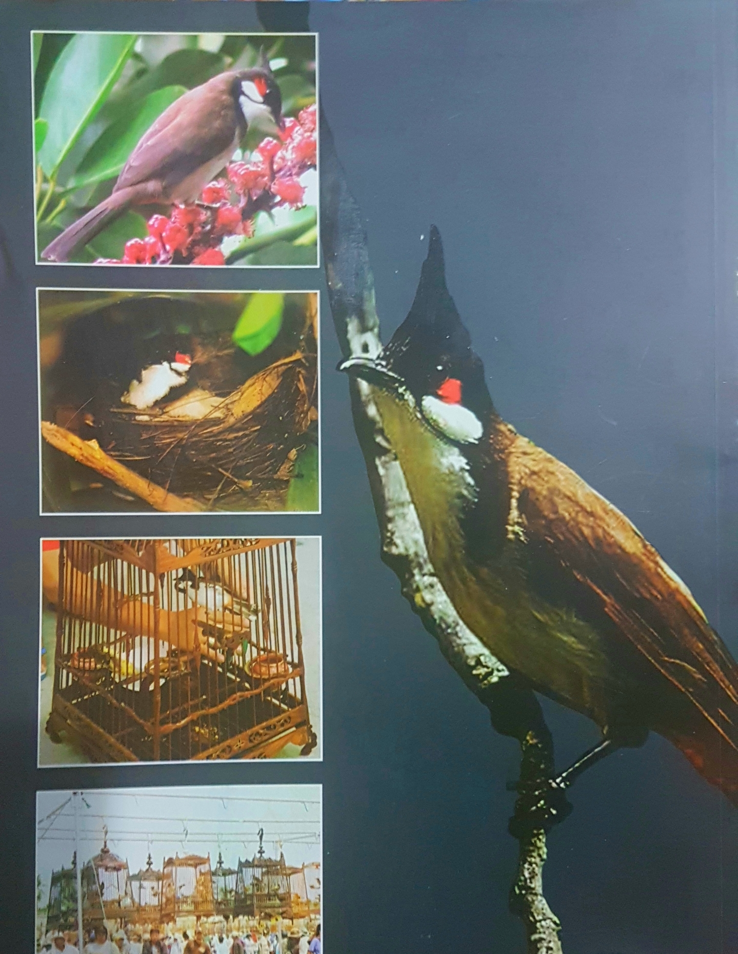 คู่มือเลี้ยงดูลักษณะ และแยกเสียงขัน นกกรงหัวจุก โดย อารยะ