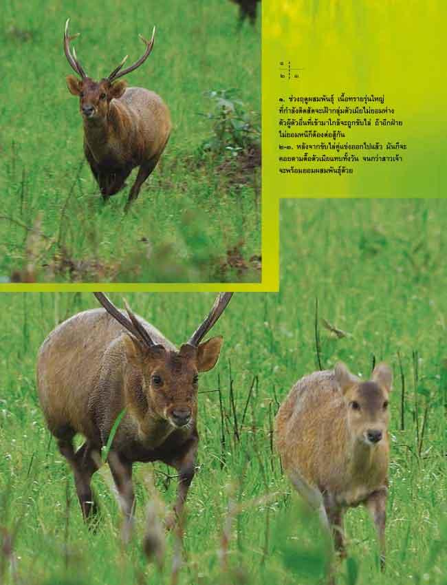 ลมหายใจในภูเขียว (หนังสือคืนจากร้านค้า สภาพ 70% มีตำหนิ)