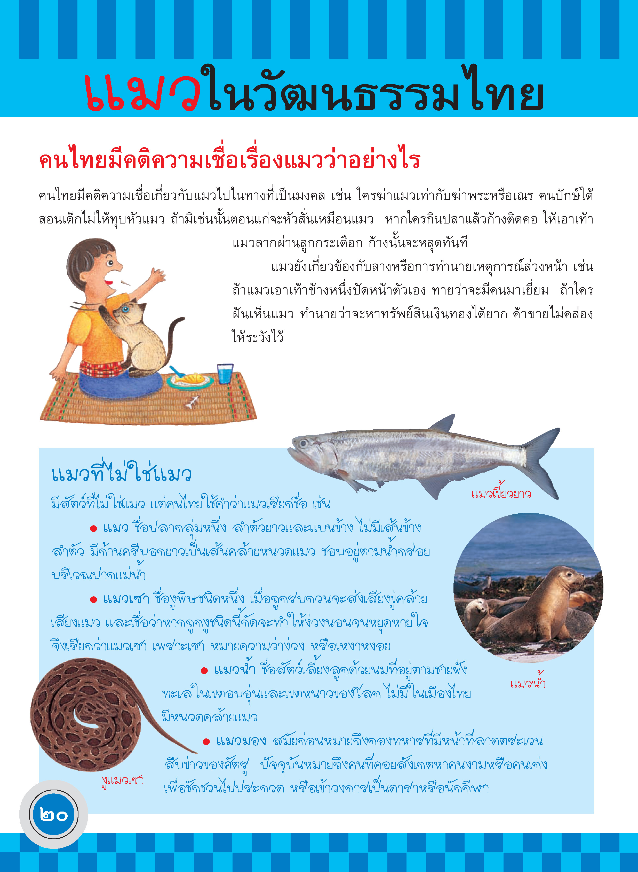 ภูมิใจไทย-แมวไทย(อาเซียน)