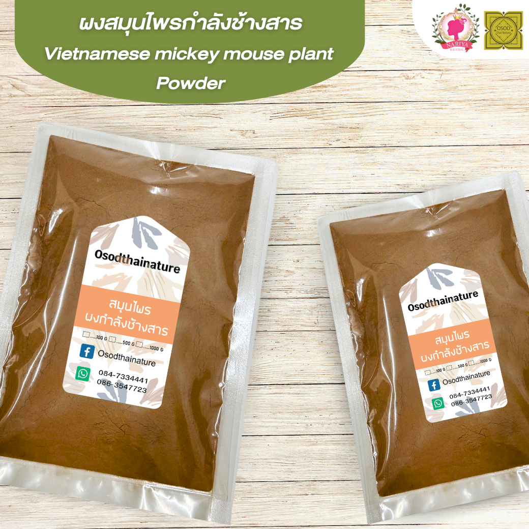 ผงกำลังช้างสาร (Vietnamese Mickey Mouse Plant Power) 500 1000 กรัม กำลังช้างสาร บดละเอียด สมุนไพร แท้ 100% FG-HBP-009
