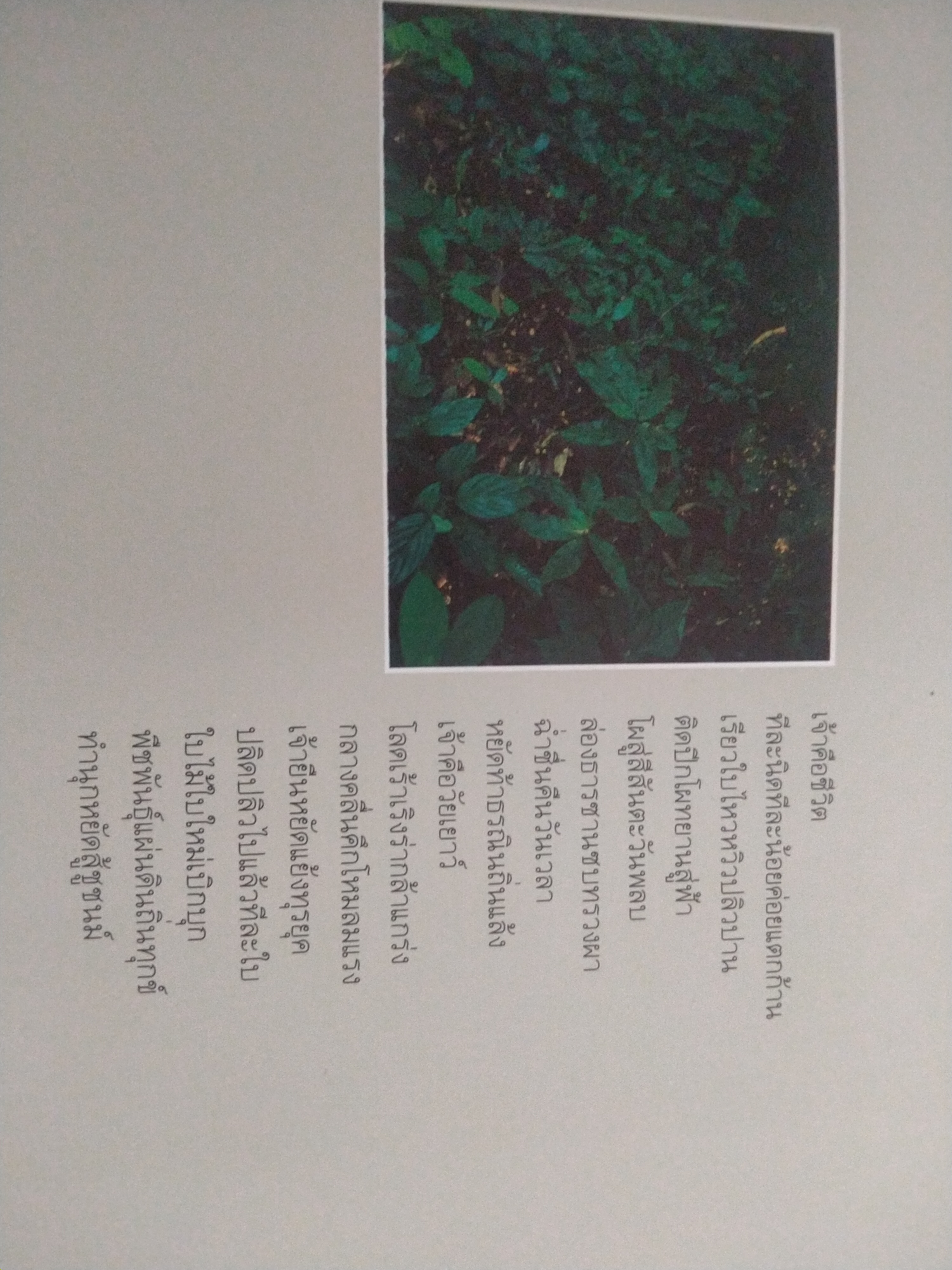 เพลงขลุ่ยผิว