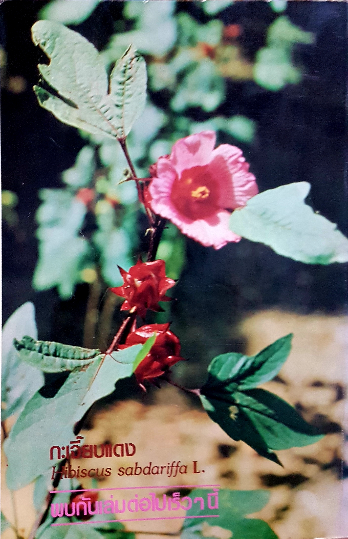 สมุนไพร ผึ้ง Apis Mellifera L. โครงการศึกษาวิจัยสมุนไพร พิิมพ์ครัั้งที่ 2 2525