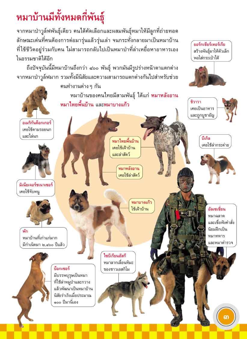 ภูมิใจไทย-หมาไทย (อาเซียน)