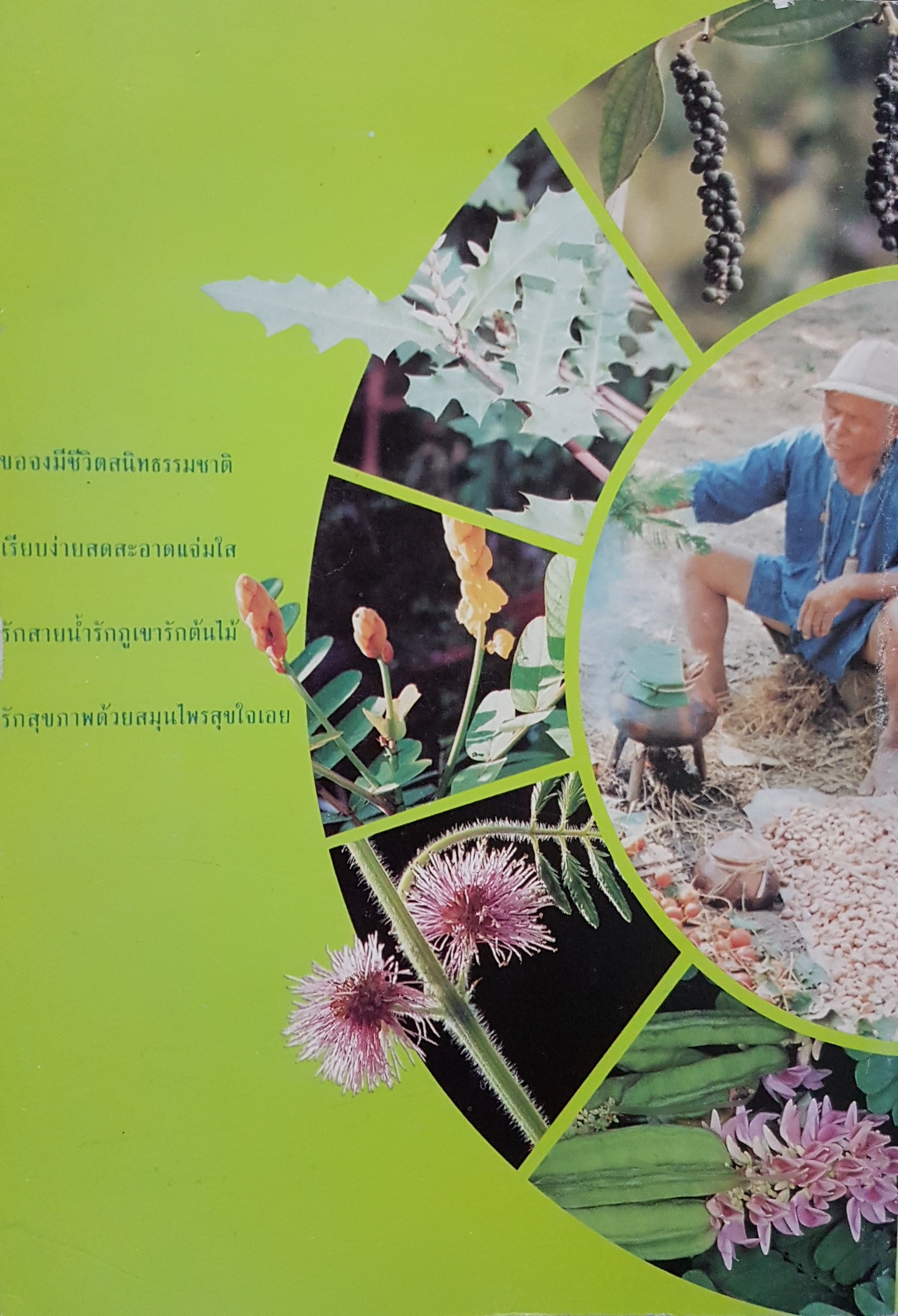 สมุนไพรในวิถีชีวิตไทย สมาคมสร้างสรรค์ไทย (ตาวิเศษ)