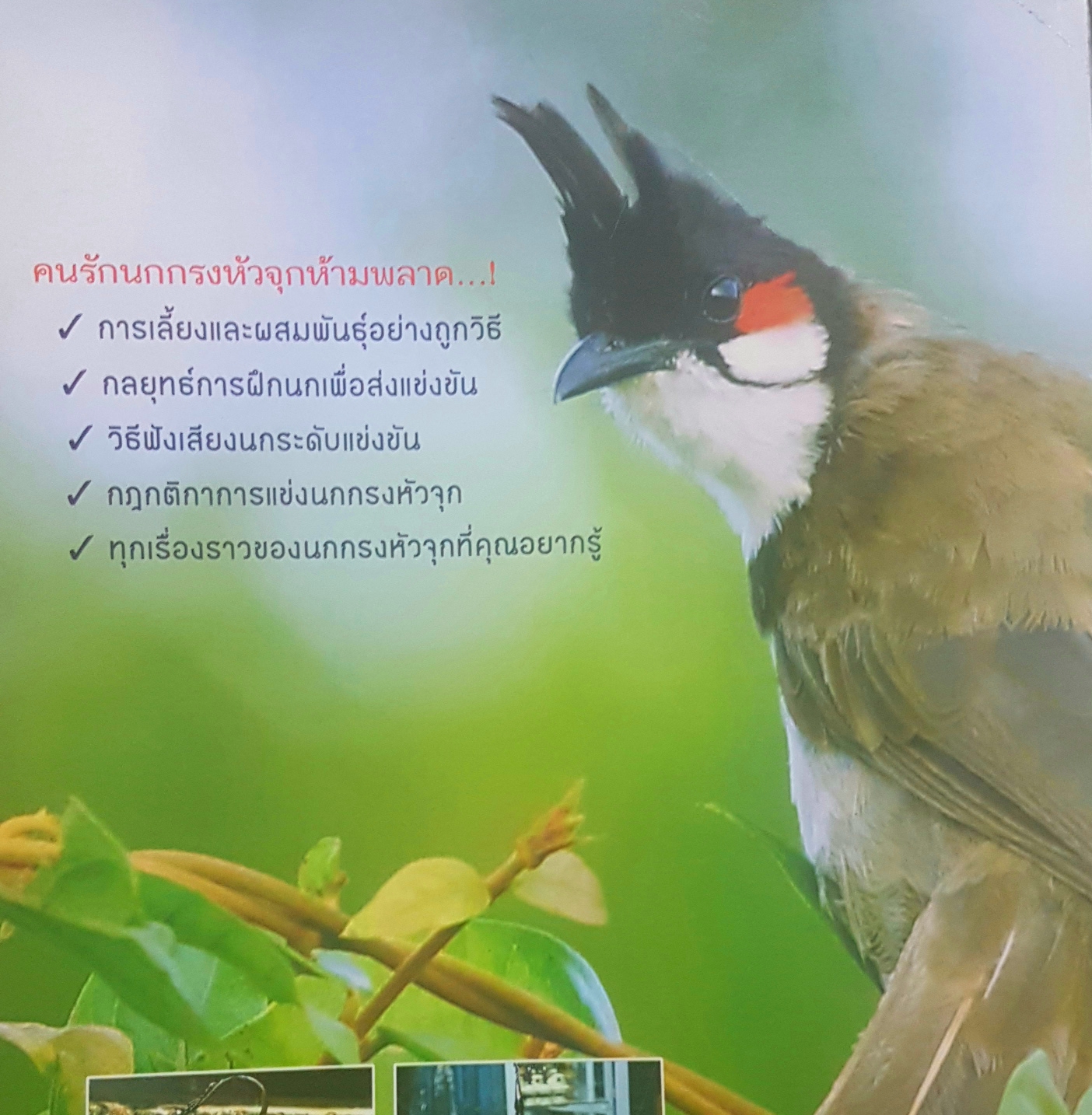 คู่มือเลี้ยงดูลักษณะ และแยกเสียงขัน นกกรงหัวจุก โดย อารยะ