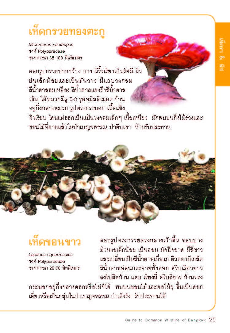 คู่มือชีวิตป่าเมืองกรุง มูลนิธิโลกสีเขียว