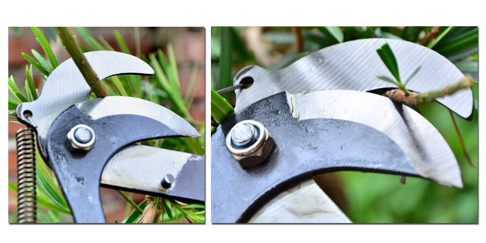 กรรไกรตัดแต่งกิ่งไม้แบบกระตุก(ต่อด้ามได้) สำหรับตัดกิ่ง/ตัดยอดกิ่งไม้ที่สูง