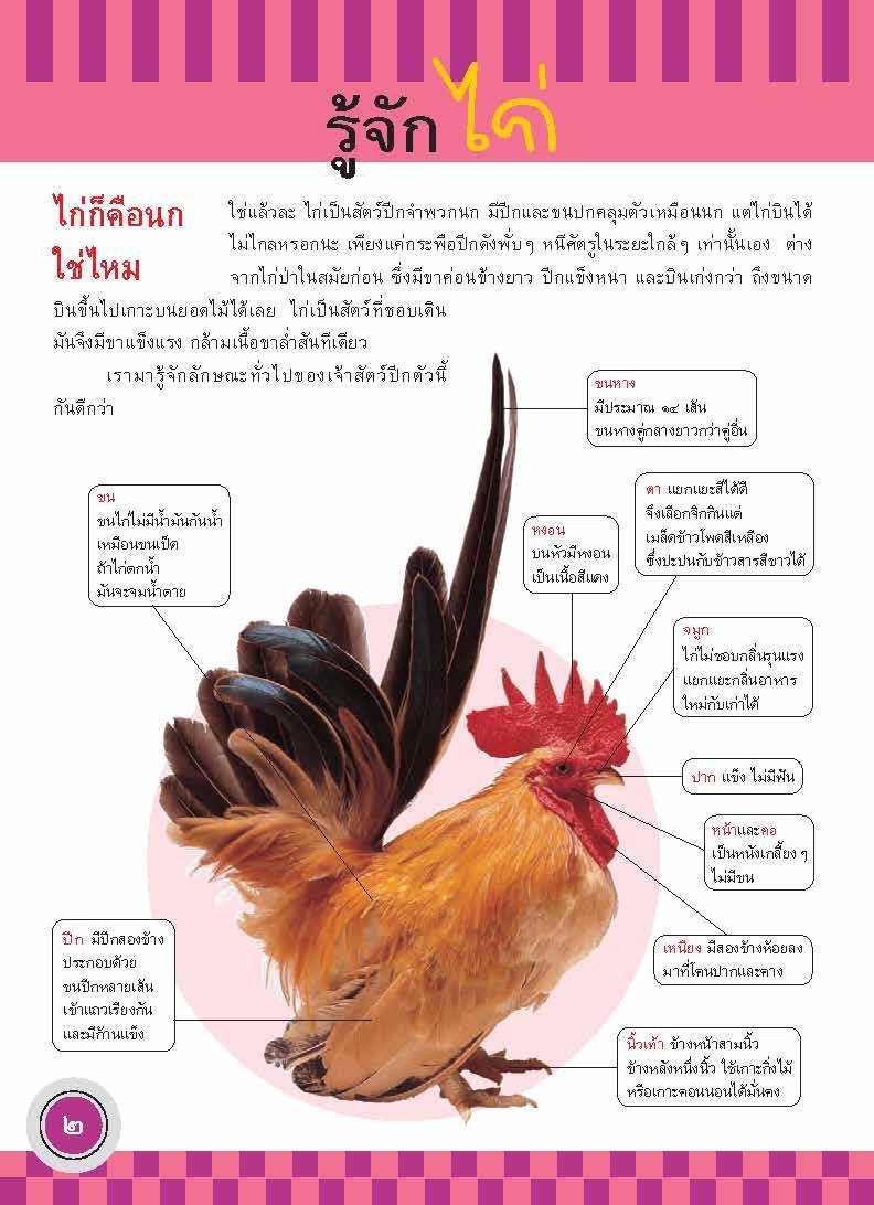 ภูมิใจไทย-ไก่ไทย (อาเซียน)