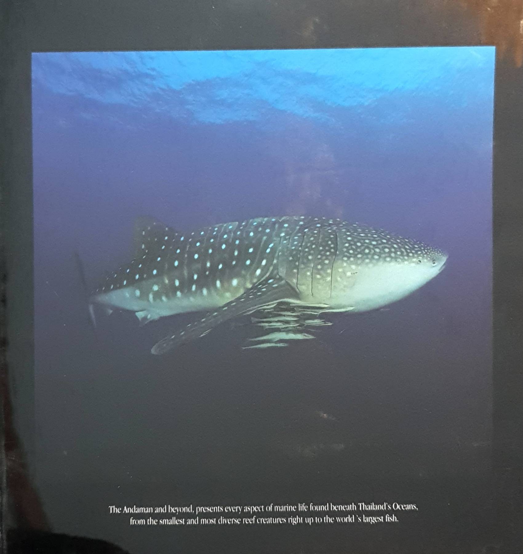 Andaman and beyond: a reflection of the Indian and Pacific oceans by Paul Lees