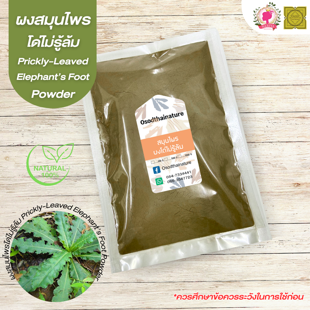ผงโด่ไม่รู้ล้ม (Prickly Leaved Flephant's Foot Powder) ขนาด 500 1000 กรัม โด่ไม่รู้ล้ม บดละเอียด สมุนไพร แท้ 100% FG-HBP-035