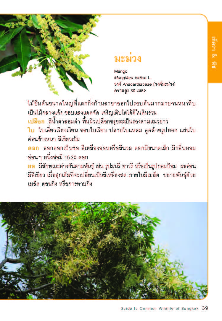 คู่มือชีวิตป่าเมืองกรุง มูลนิธิโลกสีเขียว