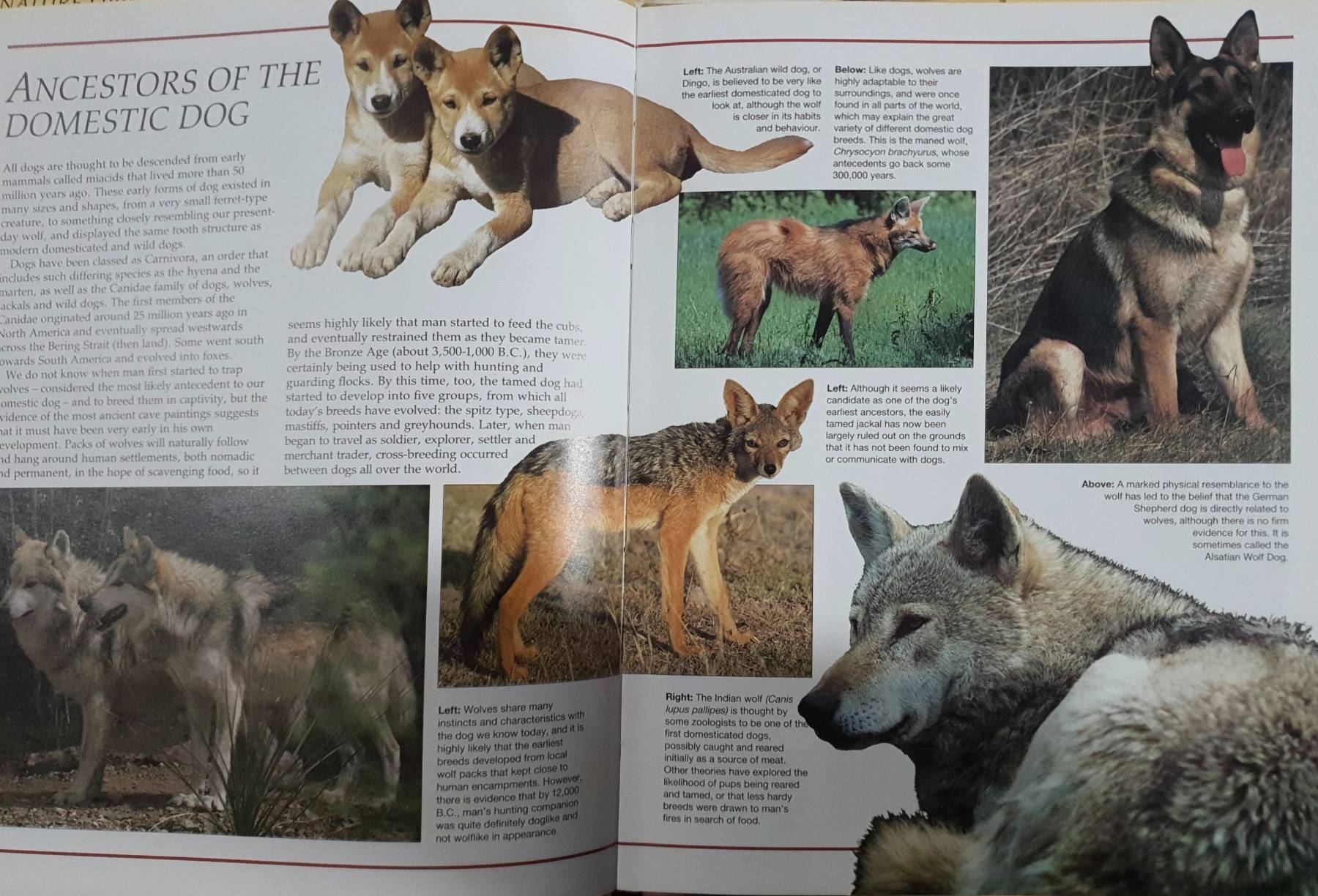 DOGS (THE NATURE LIBRARY)