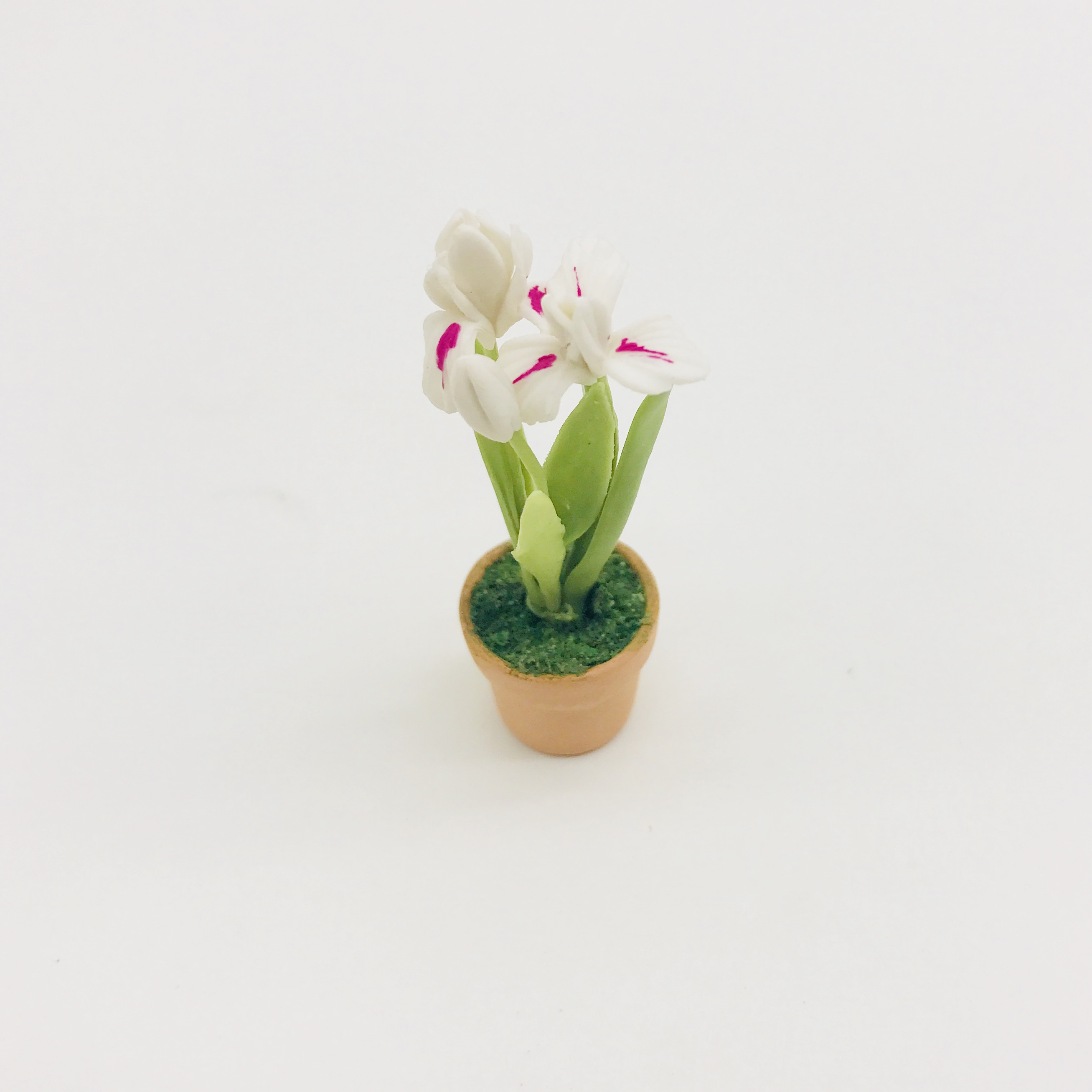 Miniature plant,flower in pot