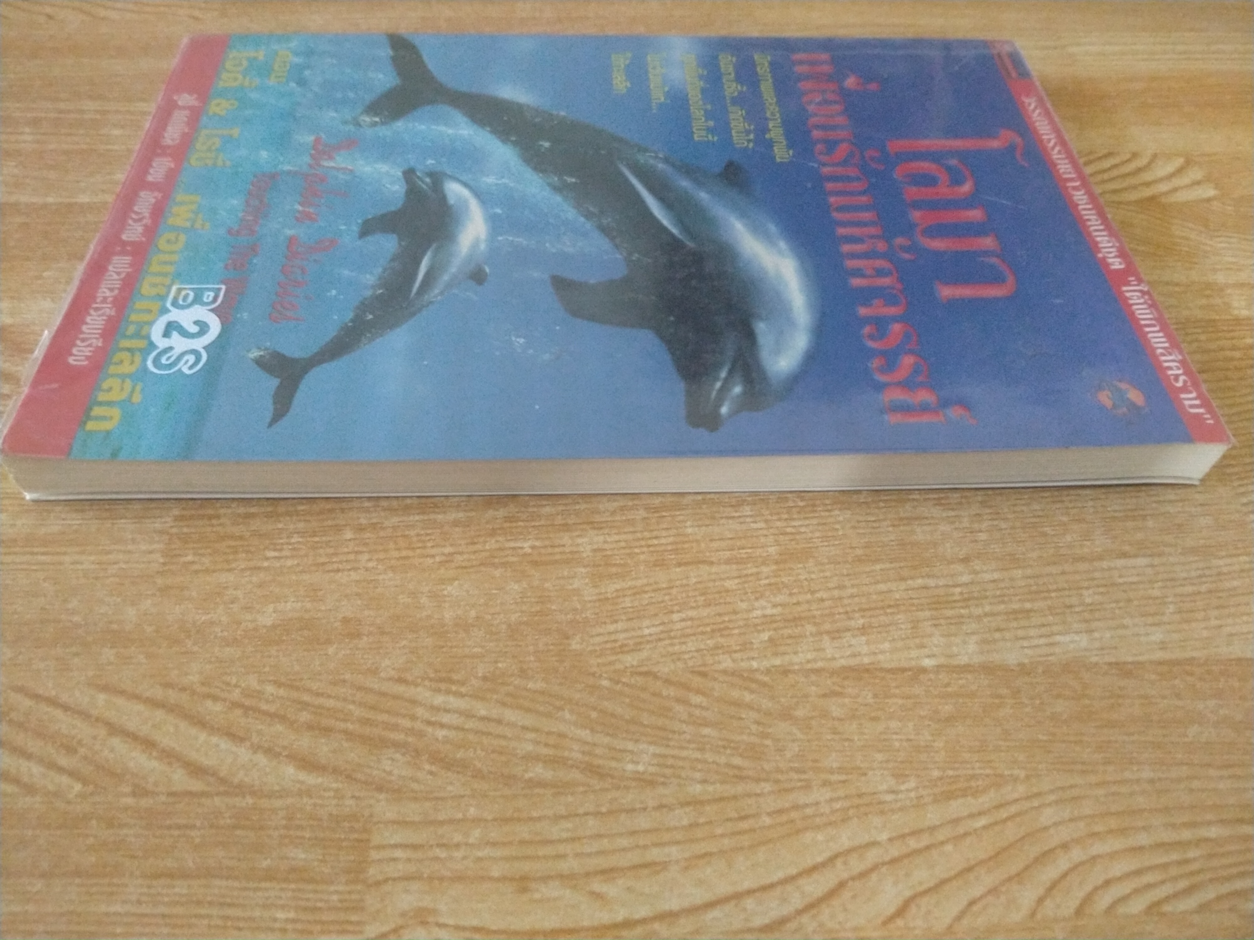 โลมาเพื่อนรักมหัศจรรย์