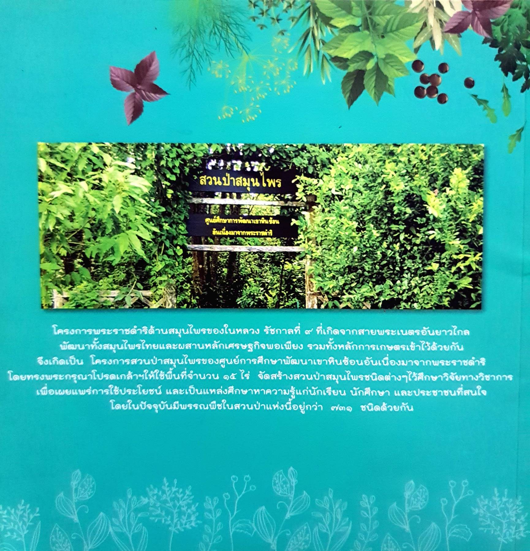 สมุนไพรพื้นบ้าน ลดความเสี่ยง โรคเบาหวาน