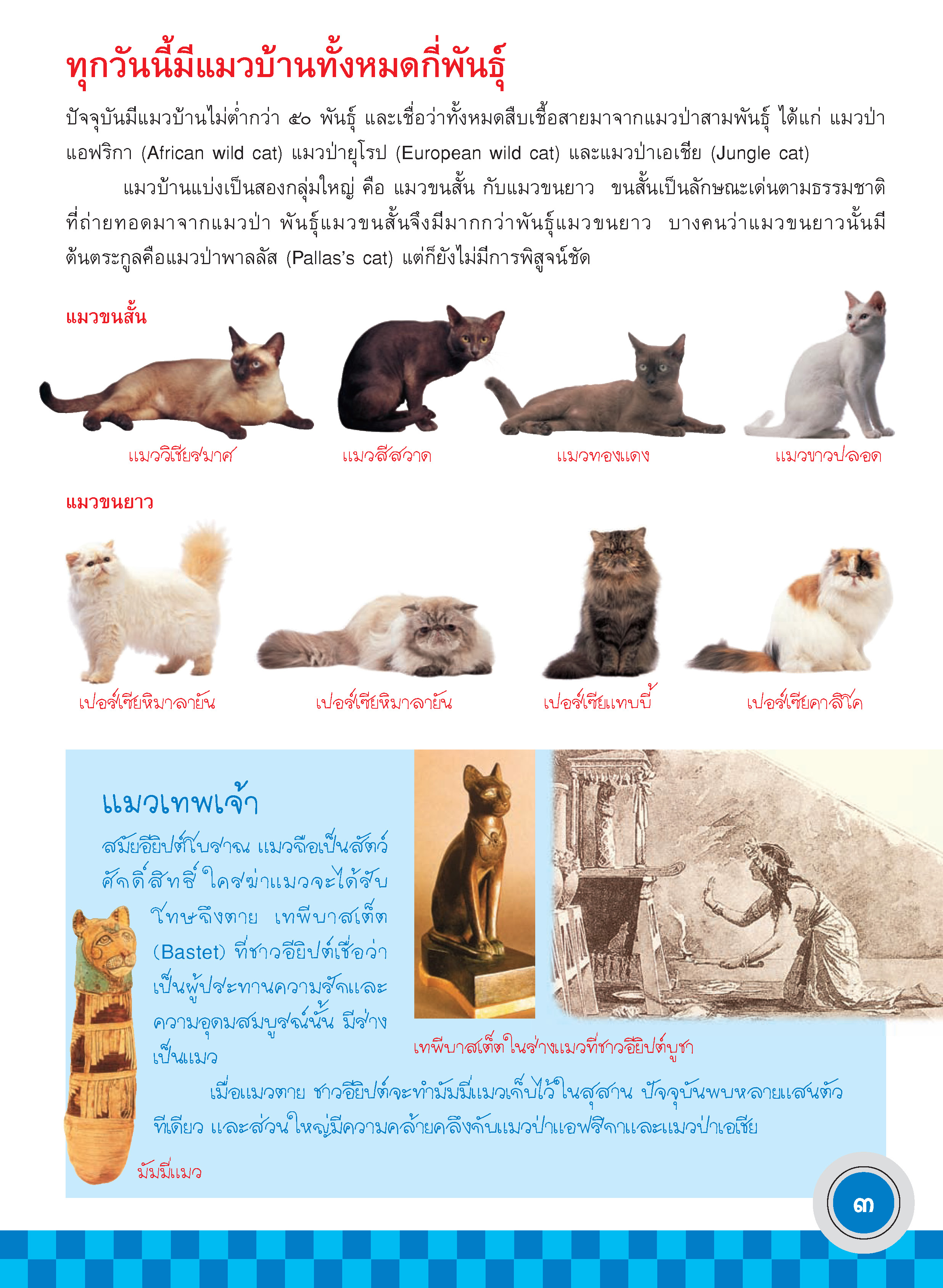 ภูมิใจไทย-แมวไทย(อาเซียน)