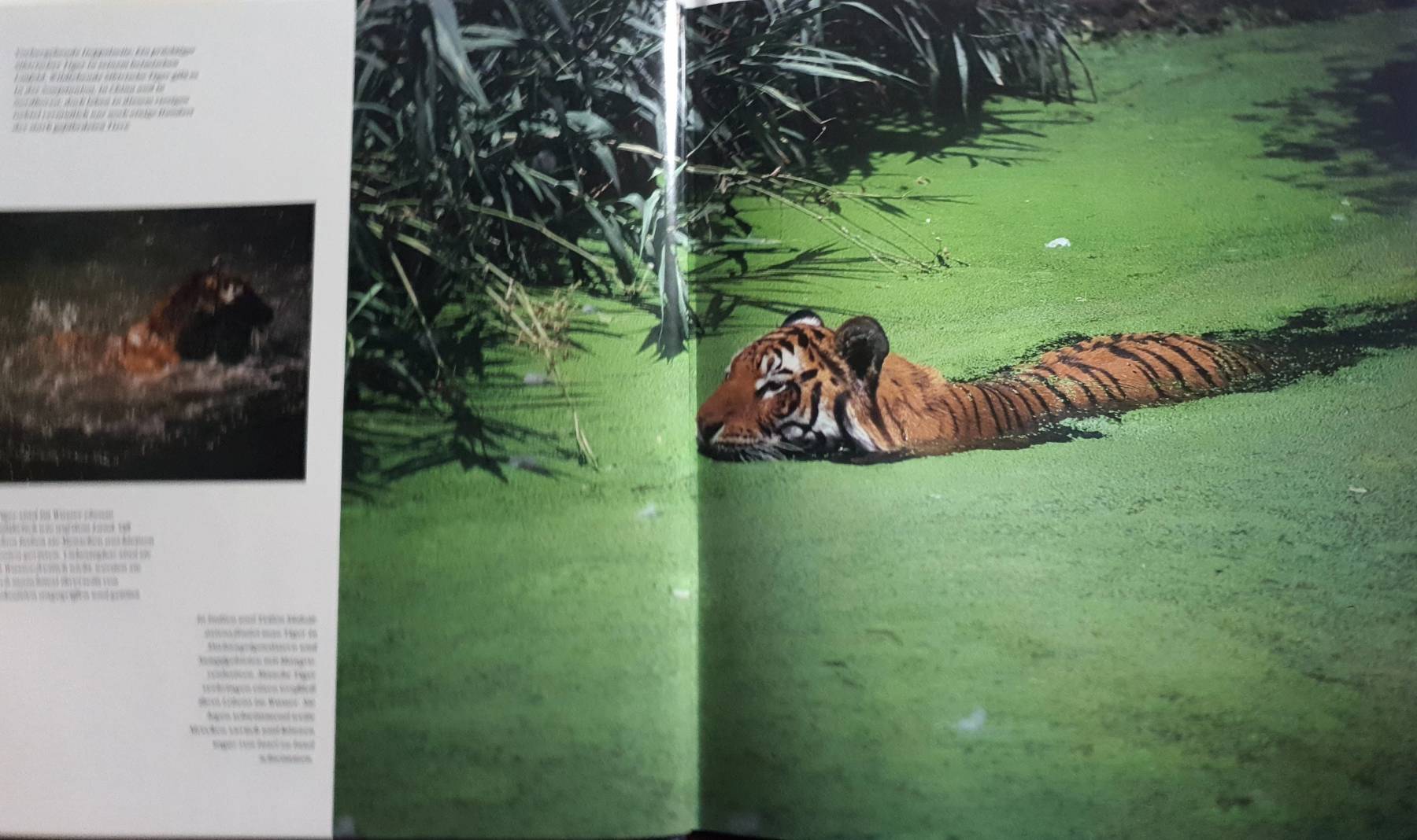 Tigers : A Look into the Glittering Eye by Lee Server (1992, Hardcover)