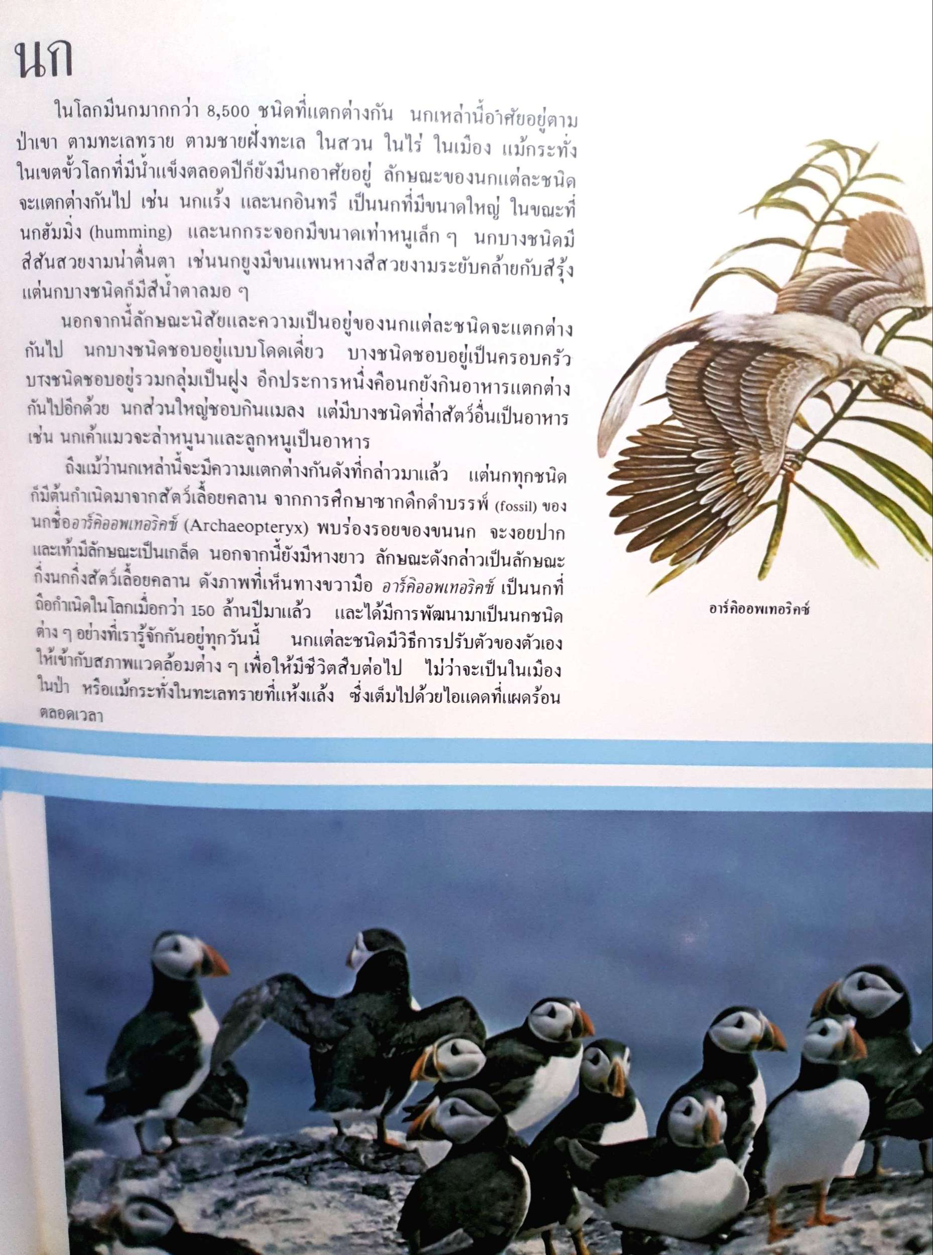 นก (Modern Knowledge Library) ปกแข็ง พิมพ์ปี 1982