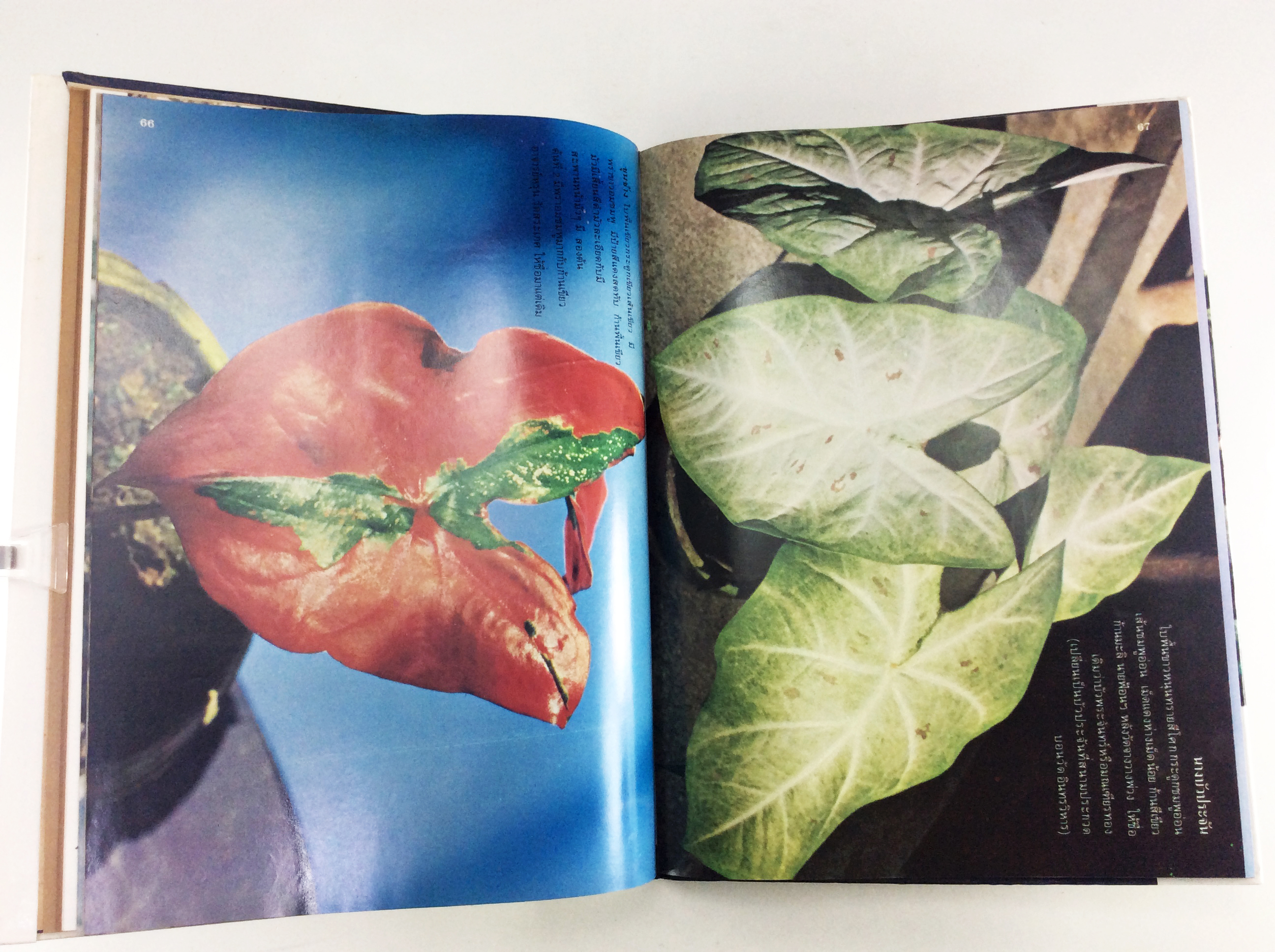 ตำนานบอนสีราชินีแห่งไม้ประดับ บอนสี ไม้ใบประดับ หนังสือเก่า หนังสือหายาก หนังสือสะสม