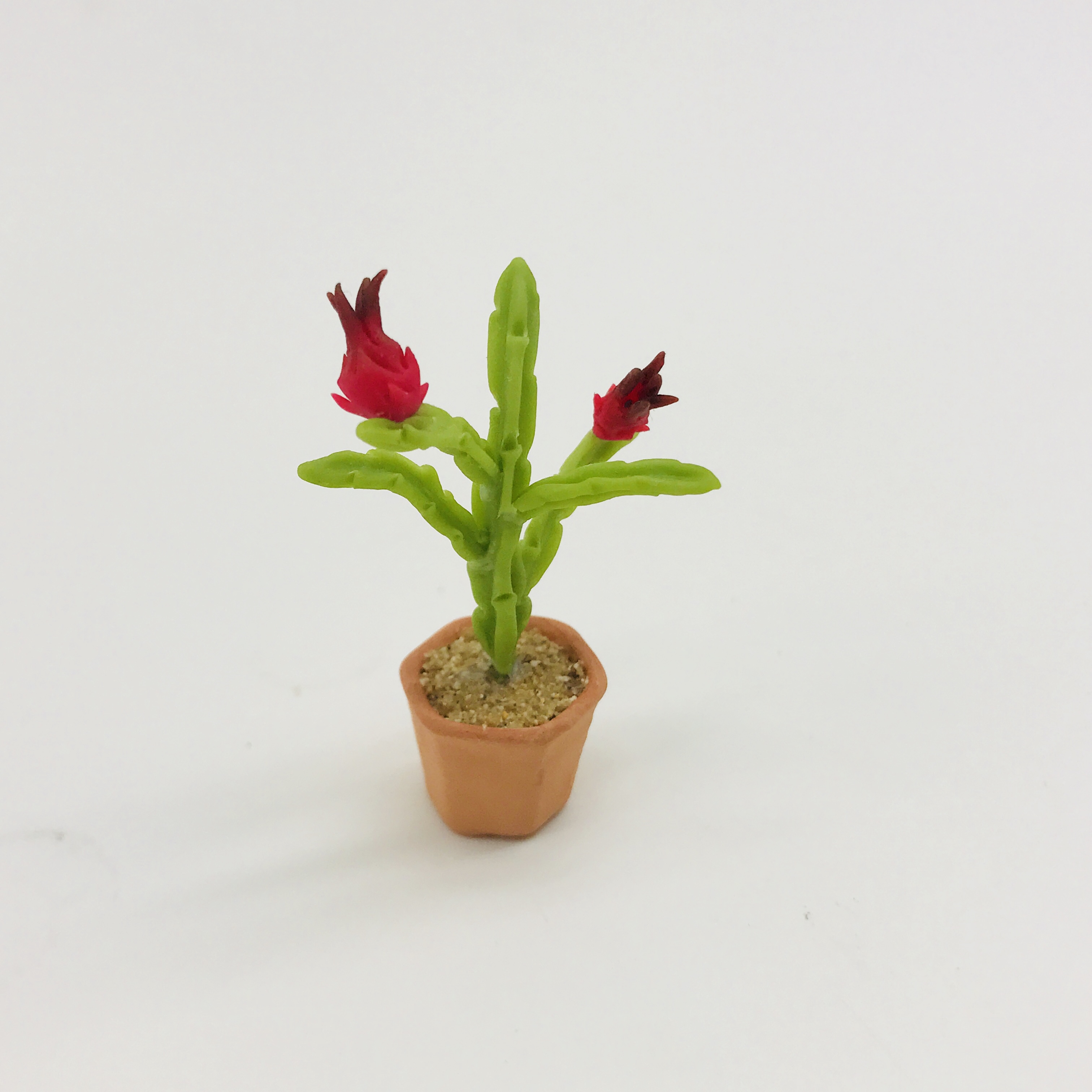 Miniature Cactus