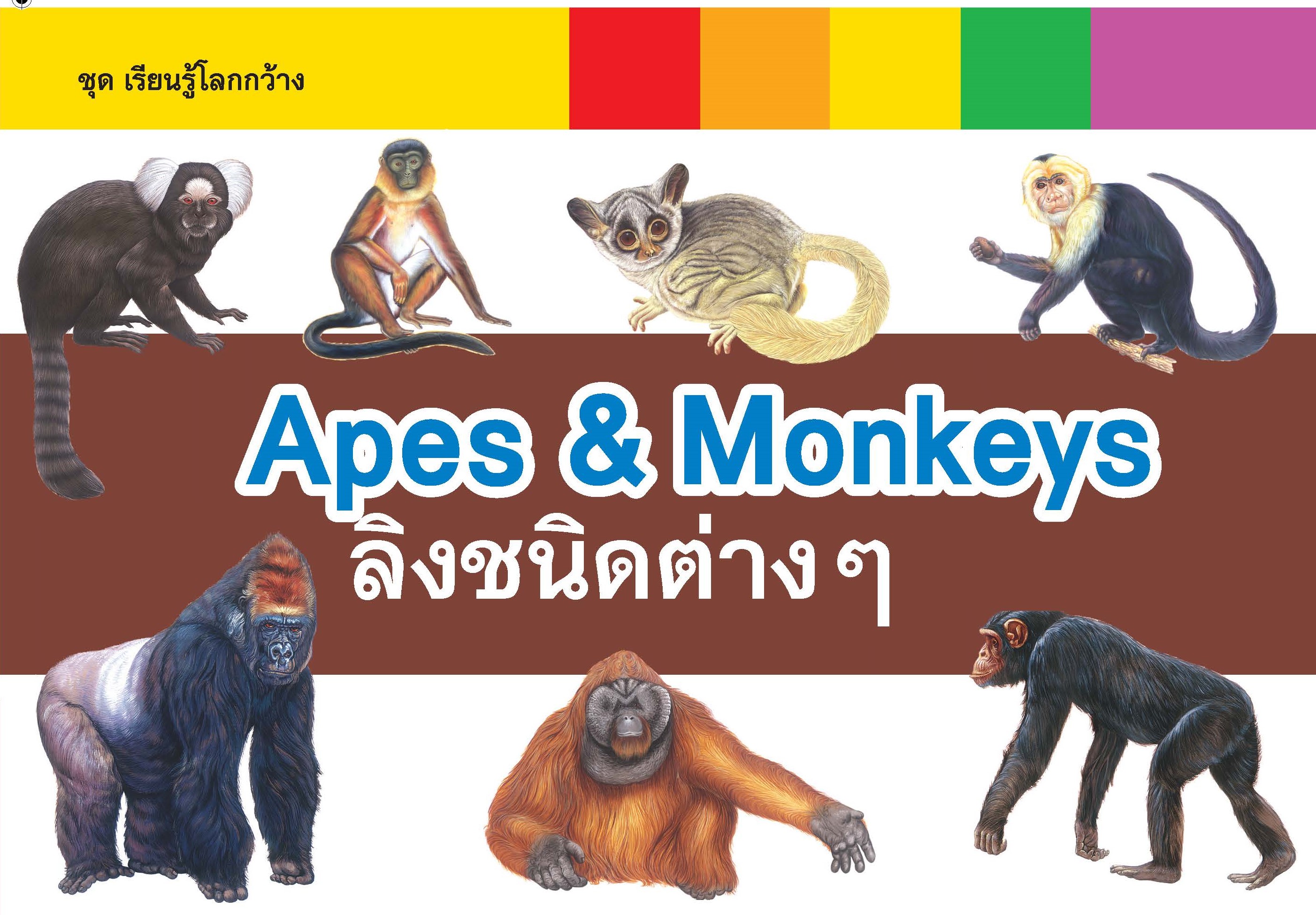 สาราณุกรม2ภาษา ไทย-Eng : เรียนรู้โลกกว้าง : Apes & Monkeys ลิงชนิดต่างๆ