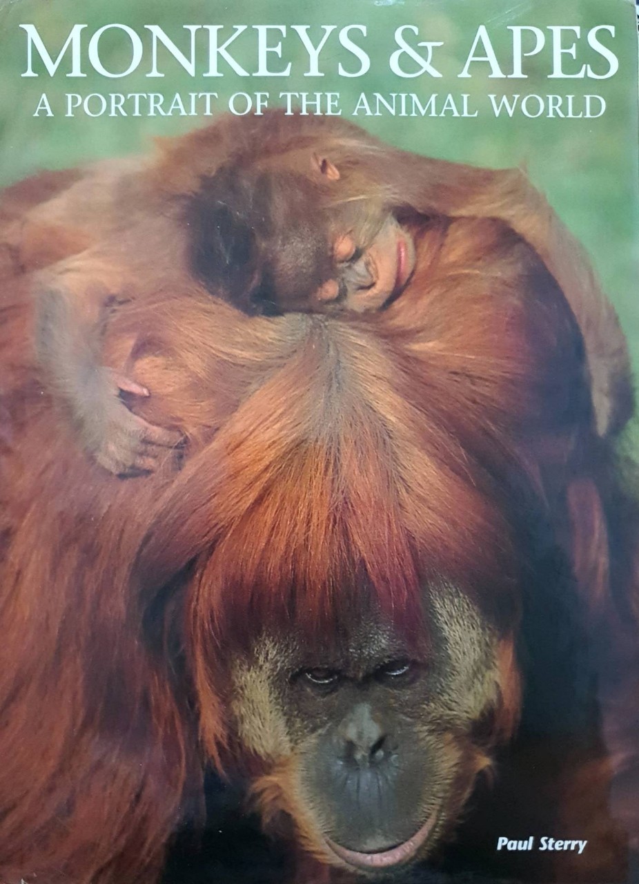 MONKEYS & APES : Paul Sterry