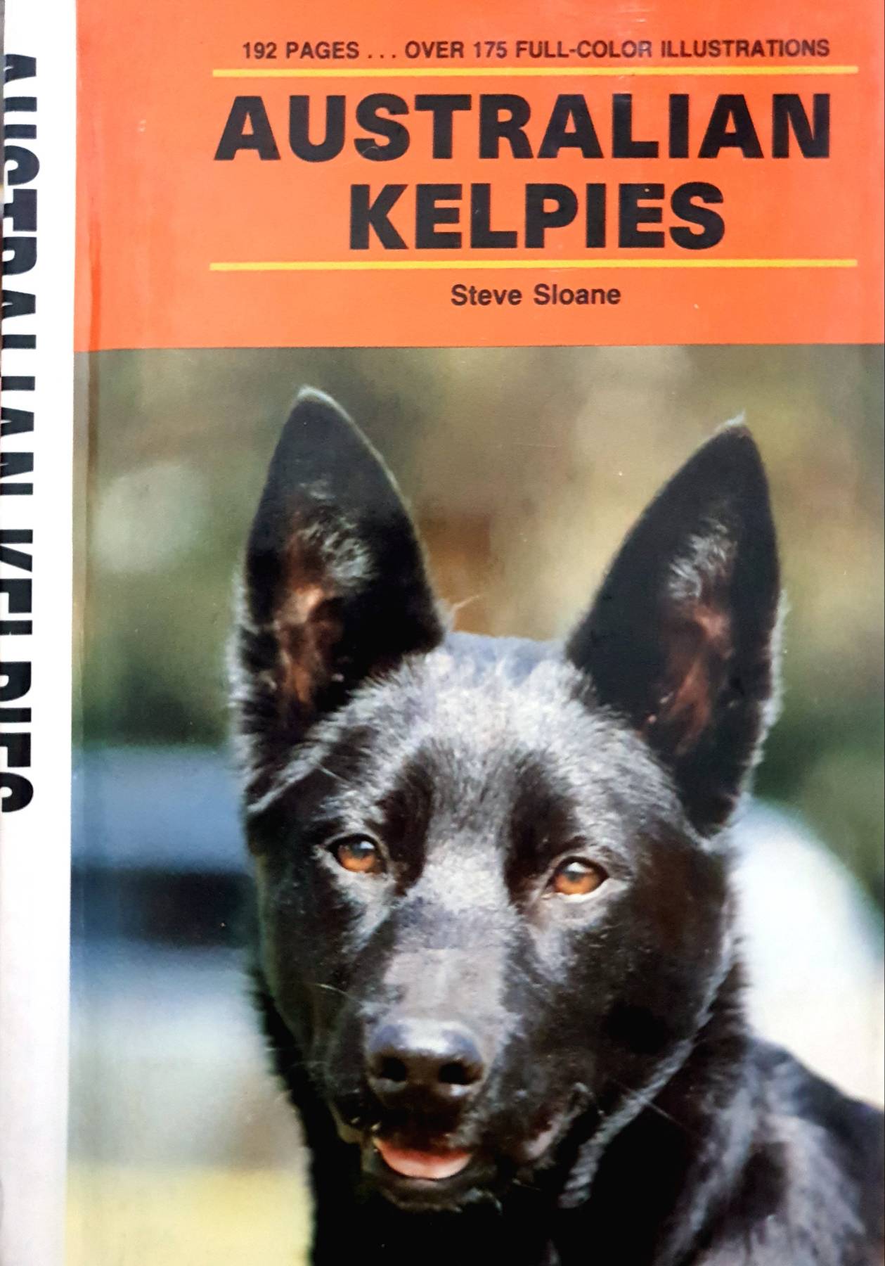 Australian Kelpies (Kw Series) : Steve Sloane