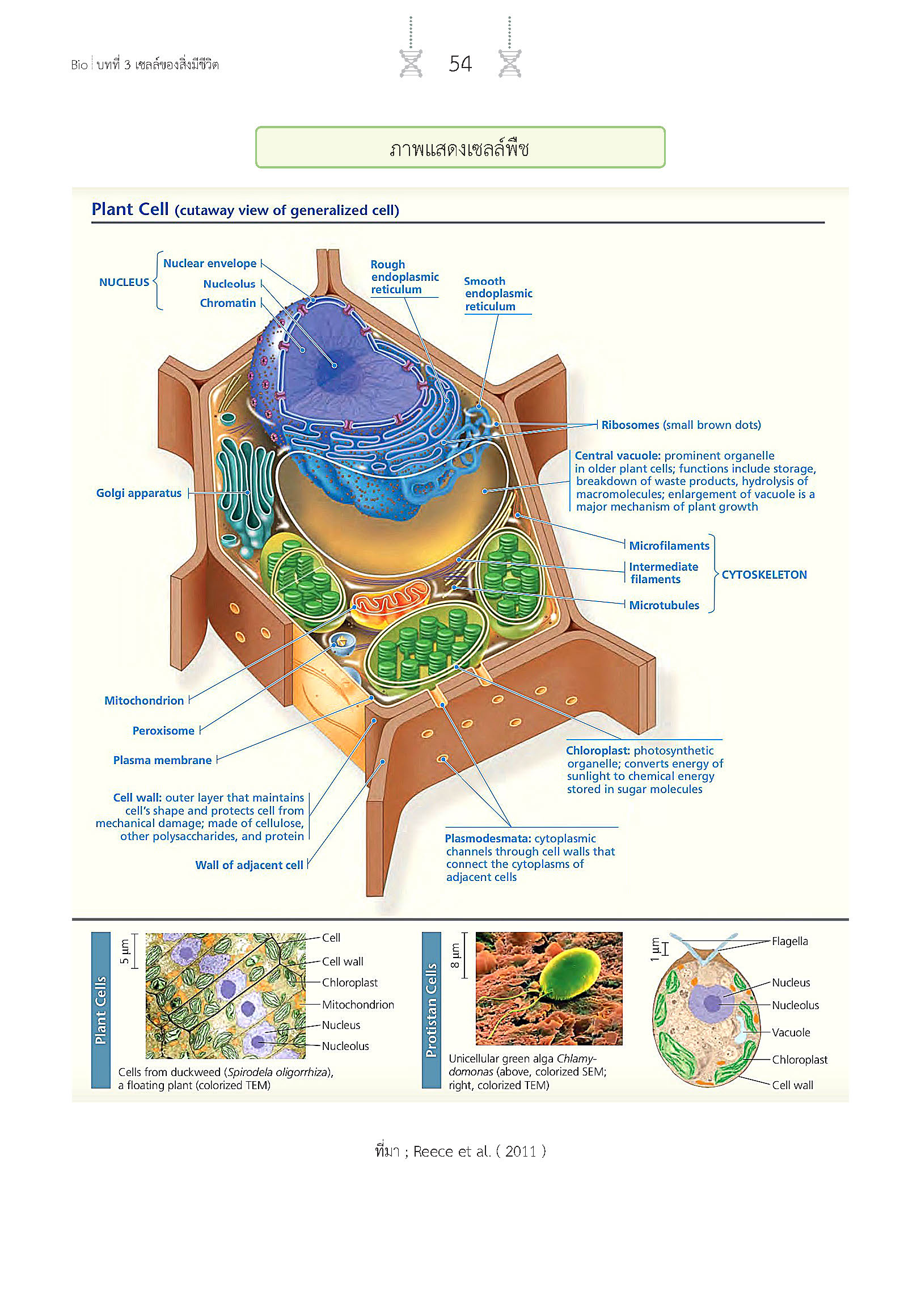 สรุปเข้ม ชีววิทยา เล่ม 1 (พิมพ์ 4 สี)