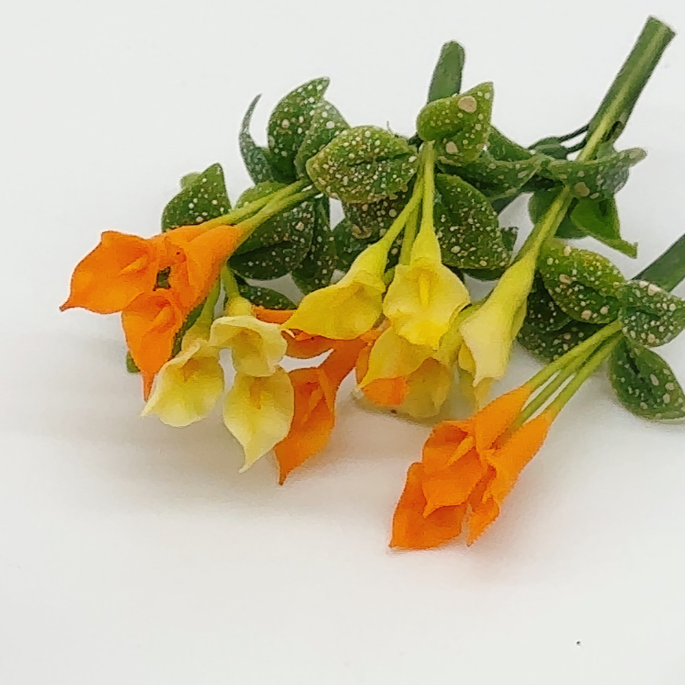 5 pieces Miniature Calla Lily, Miniature Orchid
