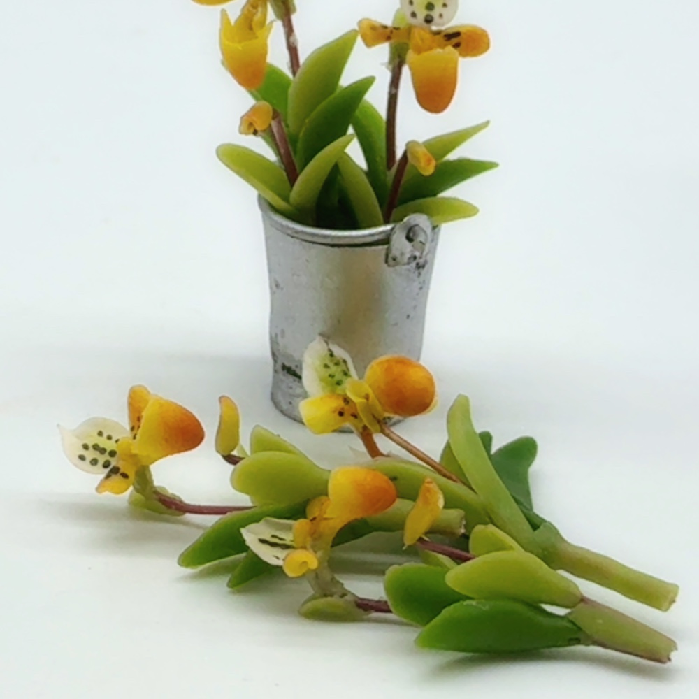 5 pieces Miniature Lady Slipper Flower