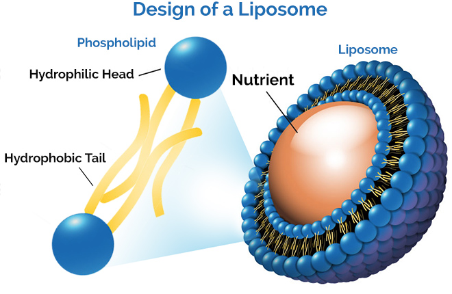 เอนไซม์,enzyme,มัลติ เอนไซม์,nutrigen multi enzyme,เบาหวาน,มะเร็ง,ความดัน,หัวใจ