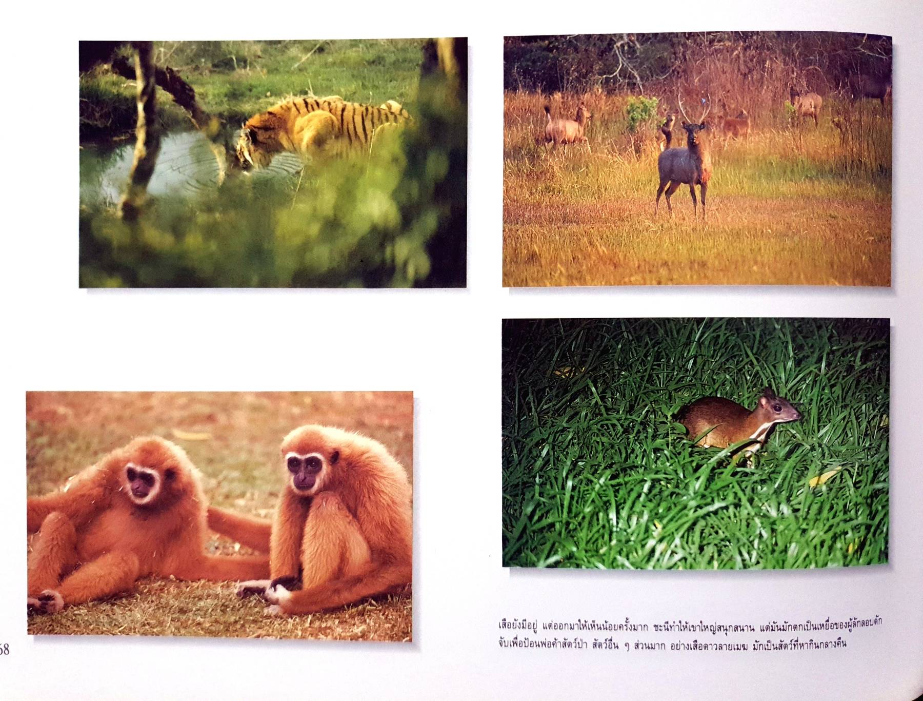 ป่าเขาลำเนาสวย ในเขตประเทศไทย THAILAND'S WILD BEAUTY 2 ภาษาไทย/อังกฤษ ชมภาพสวยๆ ของทรัพยากรธรรมชาติในประเทศไทย : กล้วยไม้ สัตว์ น้ำตก ป่า ฯลฯ ปกแข็ง กระดาษอาร์ตมัน