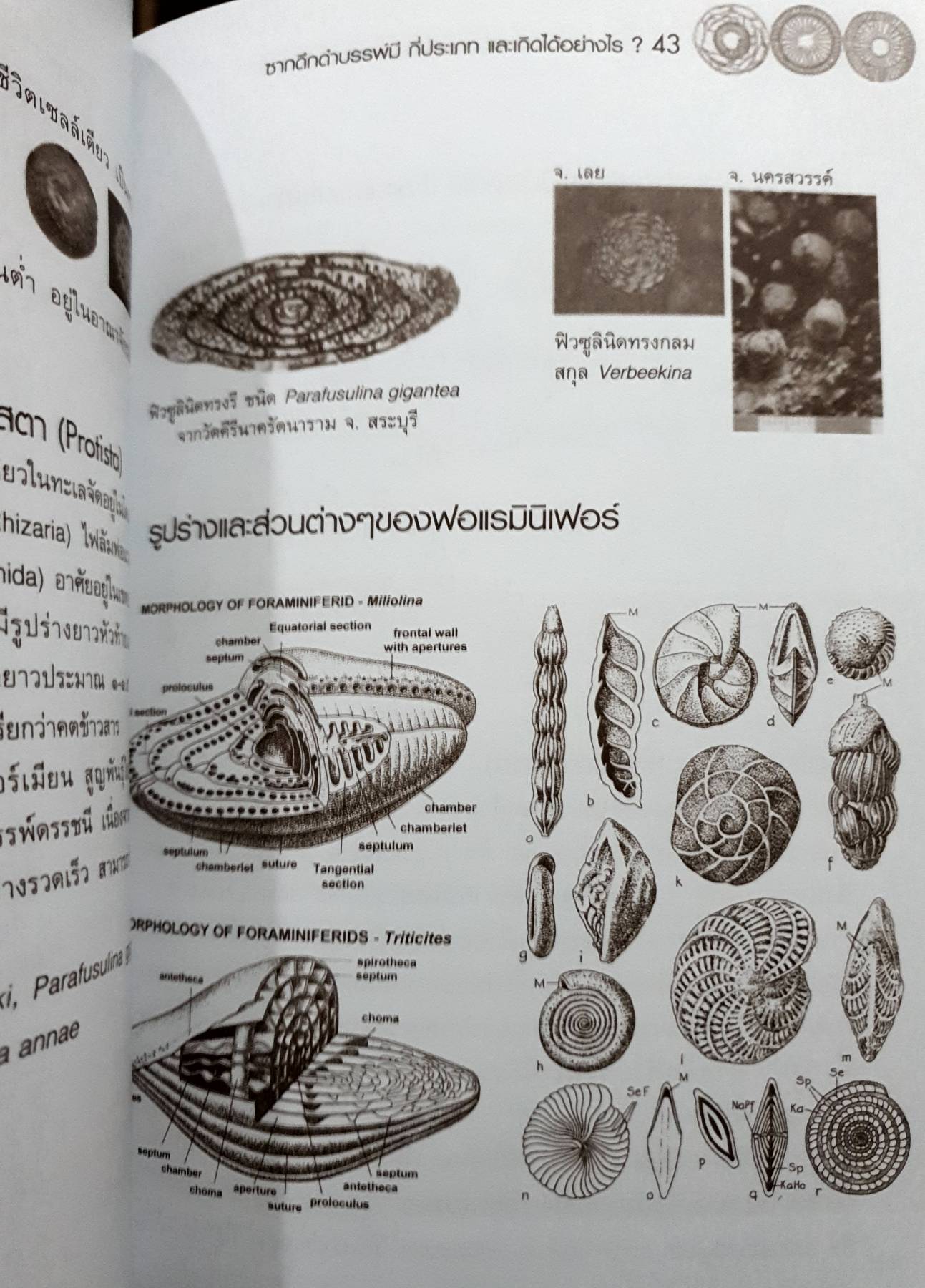 เริ่องความรู้ทั่วไป เกี่ยวกับซากดึกดำบรรพ์