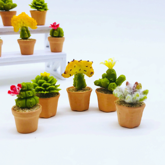 Miniature Cactus set 5 pieces